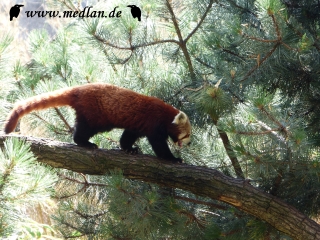 Zoo Leipzig: Roter Panda